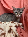 adoptable Cat in  named MATRIX