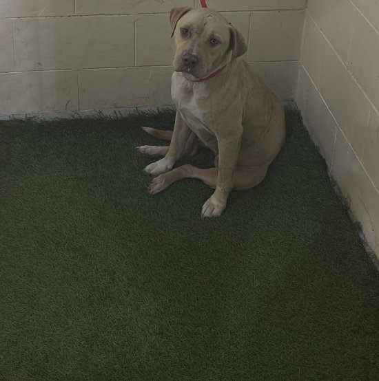 adoptable Dog in JPV, FL named A1234270