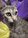 adoptable Cat in jpv, FL named SUSIE