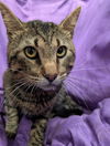 adoptable Cat in jpv, FL named DEEJAY