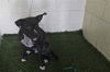 adoptable Dog in  named A1235816