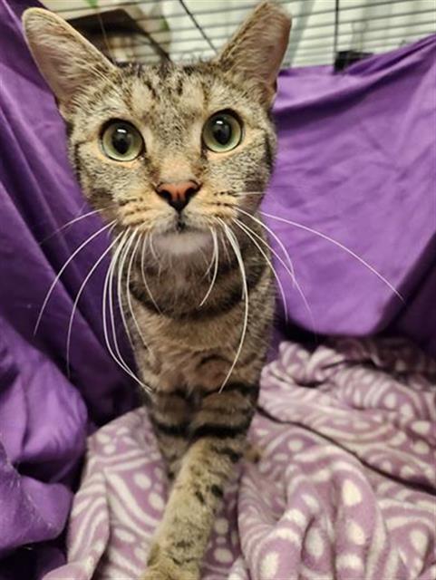 adoptable Cat in JPV, FL named YULI
