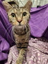 adoptable Cat in jpv, FL named YULI