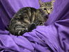 adoptable Cat in jpv, FL named ARIEL