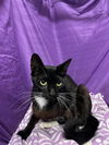 adoptable Cat in jpv, FL named JELLY BEAN