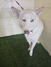 adoptable Dog in jpv, FL named THOR