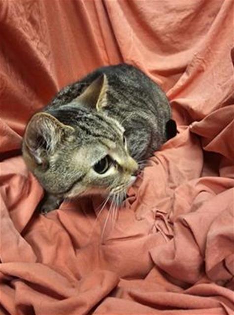 adoptable Cat in JPV, FL named HAM