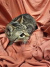adoptable Cat in jpv, FL named HAM