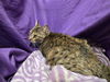 adoptable Cat in jpv, FL named CANDACE