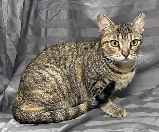 adoptable Cat in JPV, FL named CANDACE