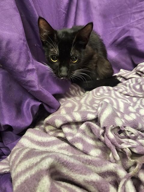 adoptable Cat in JPV, FL named DAISY