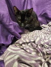 adoptable Cat in jpv, FL named DAISY