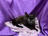 adoptable Cat in jpv, FL named VIRGO