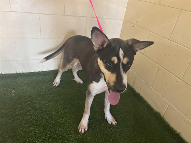 adoptable Dog in JPV, FL named LITTLE MAN