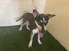 adoptable Dog in jpv, FL named LITTLE MAN
