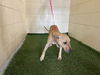 adoptable Dog in  named A1236110