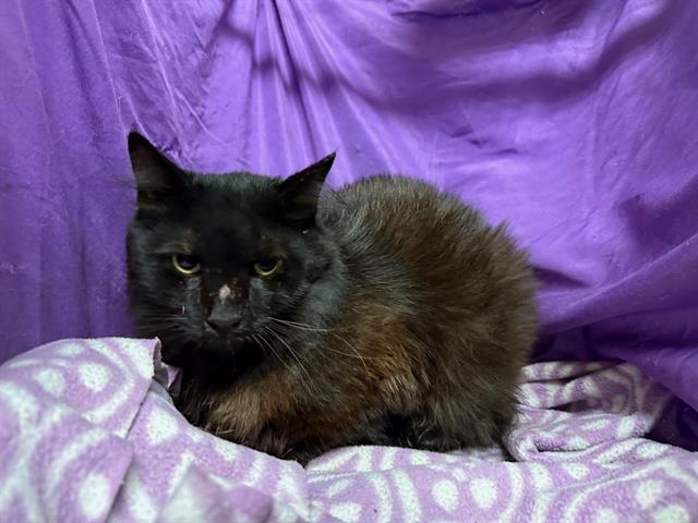 adoptable Cat in JPV, FL named COAL