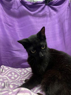 adoptable Cat in JPV, FL named TAK
