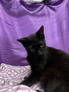 adoptable Cat in jpv, FL named TAK
