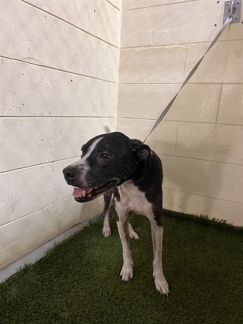 adoptable Dog in JPV, FL named ZANE