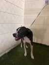 adoptable Dog in  named ZANE