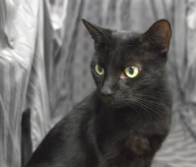adoptable Cat in JPV, FL named ADELAIDE