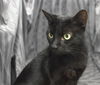 adoptable Cat in jpv, FL named ADELAIDE