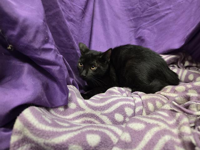 adoptable Cat in JPV, FL named GAZ