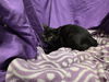 adoptable Cat in jpv, FL named GAZ