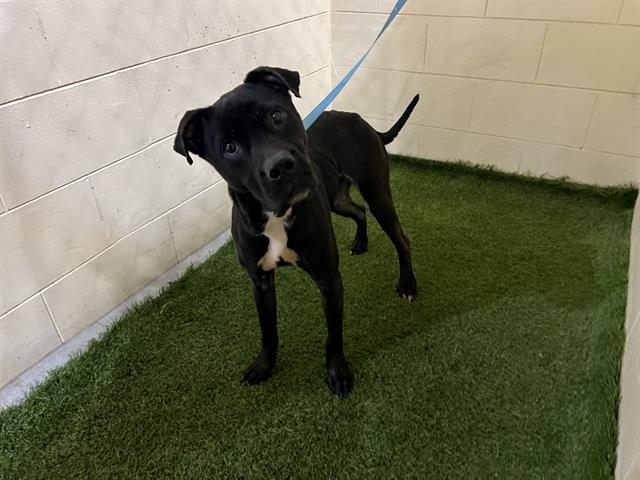 adoptable Dog in JPV, FL named ROCKY