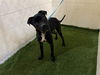 adoptable Dog in  named ROCKY
