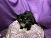 adoptable Cat in jpv, FL named RANTI