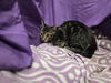 adoptable Cat in jpv, FL named DAWN