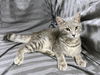 adoptable Cat in jpv, FL named POKI