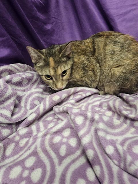 adoptable Cat in JPV, FL named CLOVER