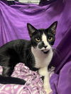 adoptable Cat in jpv, FL named CAKE