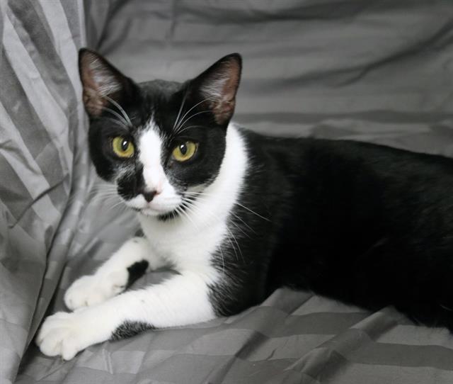 adoptable Cat in JPV, FL named CAKE