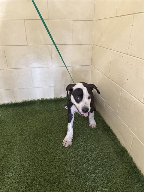 adoptable Dog in JPV, FL named MARIO