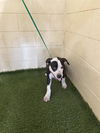 adoptable Dog in  named MARIO