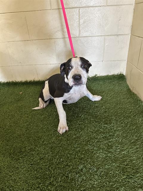 adoptable Dog in JPV, FL named LUIGI