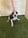 adoptable Dog in  named LUIGI