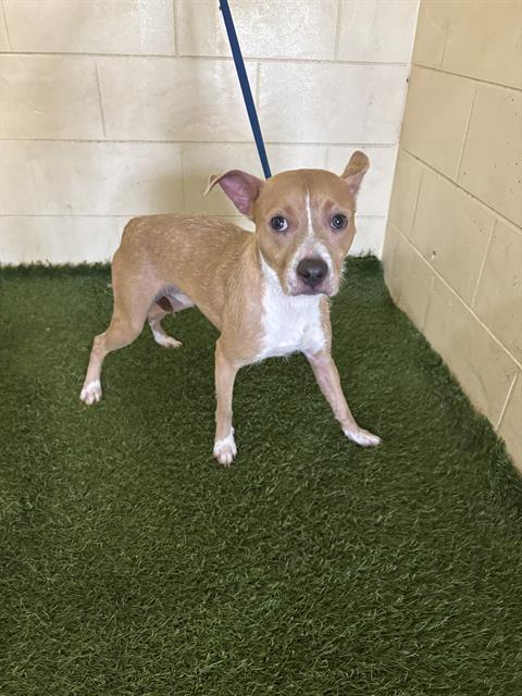 adoptable Dog in JPV, FL named BROWNIE