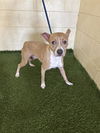 adoptable Dog in  named BROWNIE