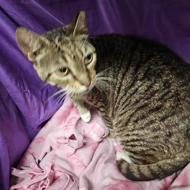 adoptable Cat in JPV, FL named MORRIS