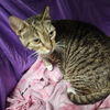 adoptable Cat in jpv, FL named MORRIS