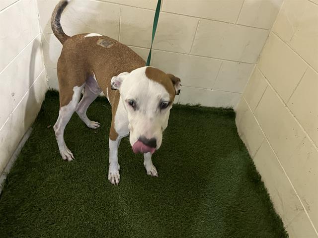 adoptable Dog in JPV, FL named KING RUBBLE