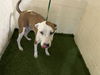 adoptable Dog in  named KING RUBBLE