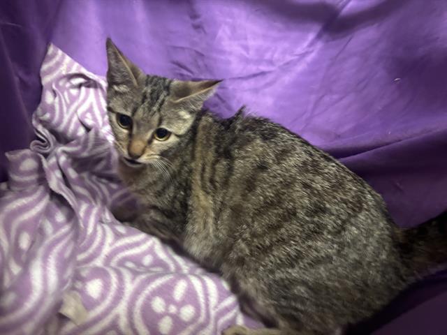 adoptable Cat in JPV, FL named FRAN