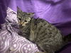 adoptable Cat in jpv, FL named FRAN