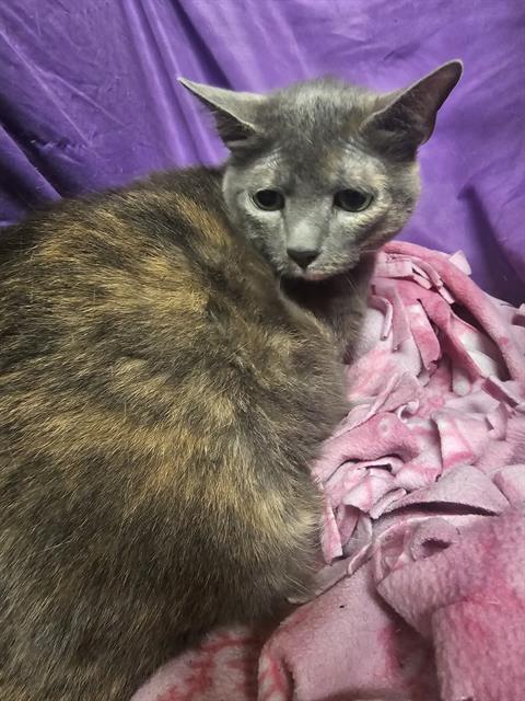adoptable Cat in JPV, FL named MINNIE